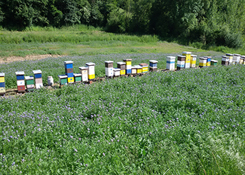Pčelarstvo Mladenović - Svilajnac, perga, livadski med, bagremov med, suncokretov med, propolis kapi, med od uljane repice